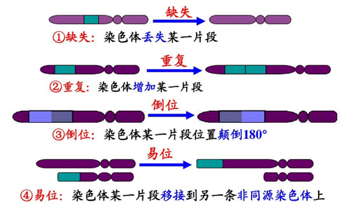 染色体结构异常