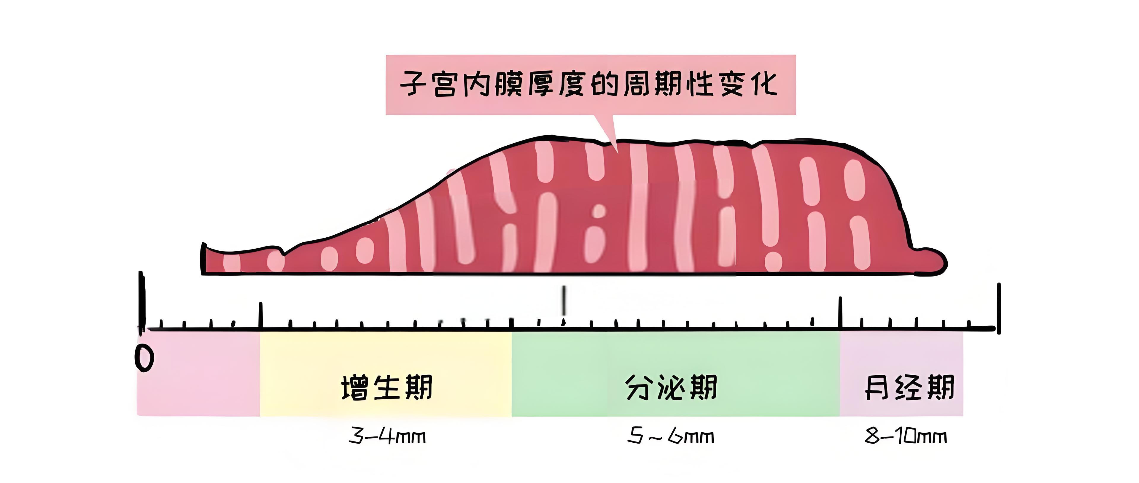 子宫内膜厚度变化