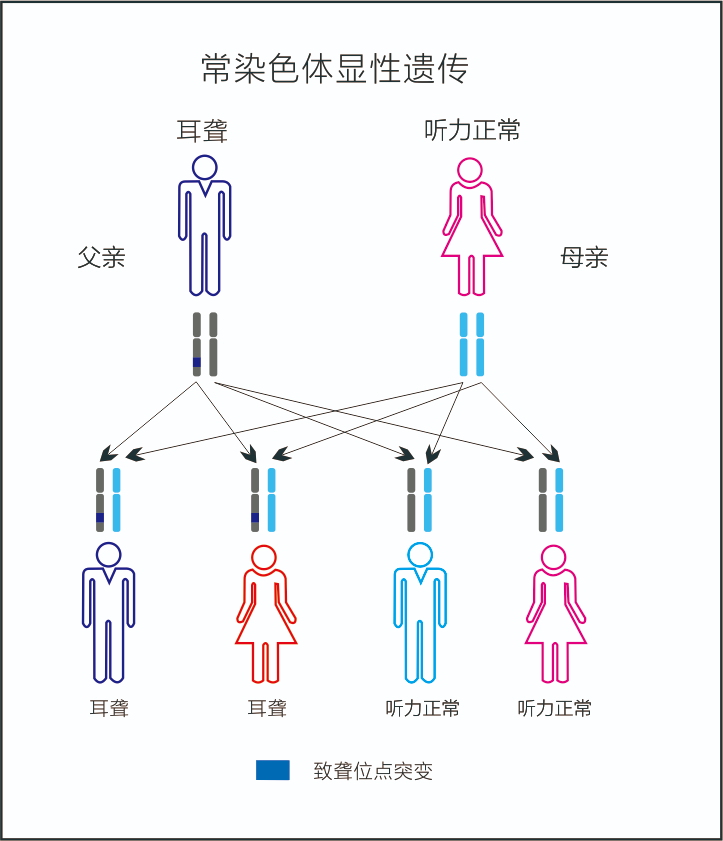 常染色体显性遗传