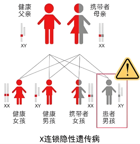 X染色体连锁遗传