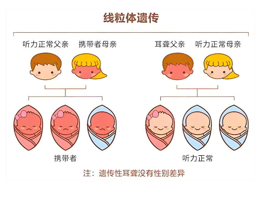 线粒体遗传