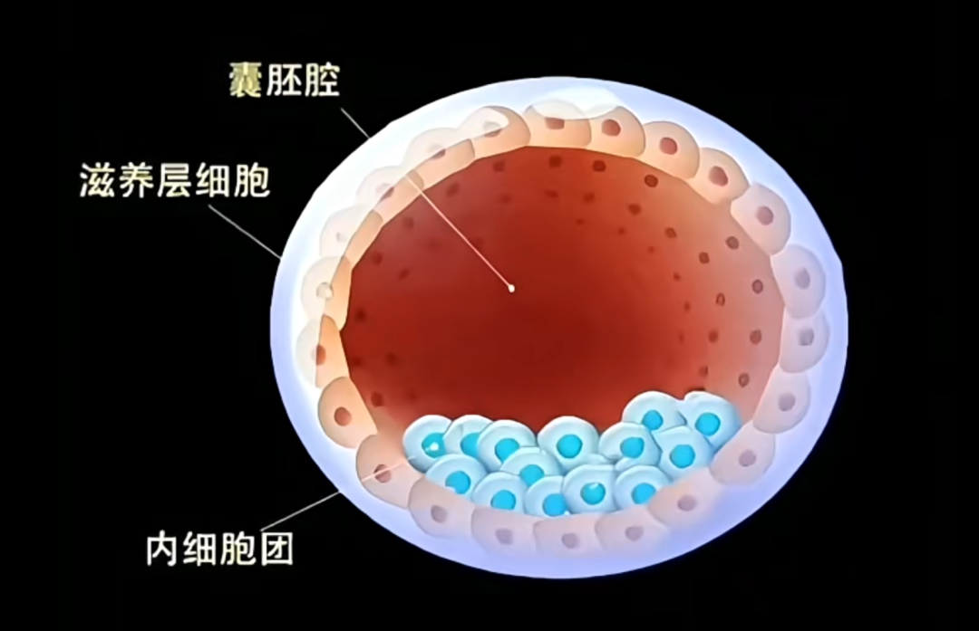 囊胚