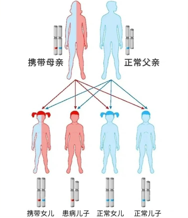 X连锁隐性遗传