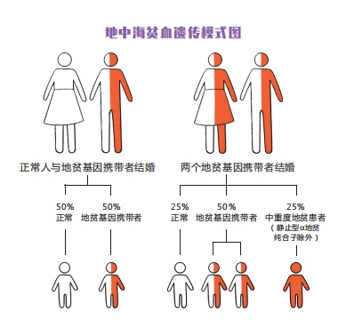 遗传图谱