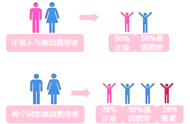 地中海贫血
