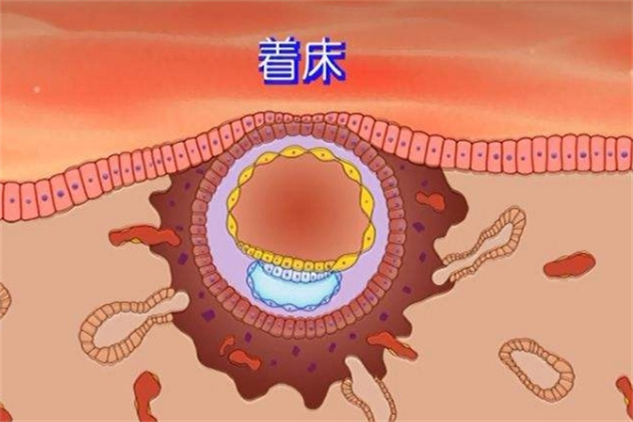 成功着床